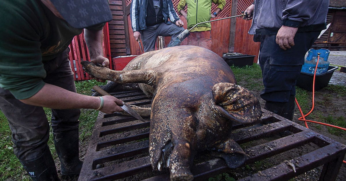 Nem érdemes kihagyni az állatorvosi vizsgálatot